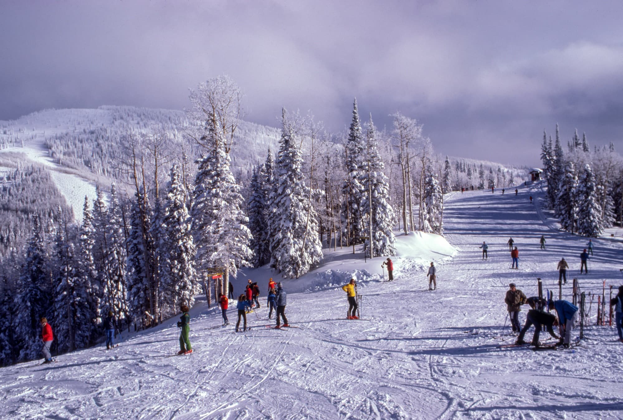 Skiers on a tree-lined piste under fresh snow